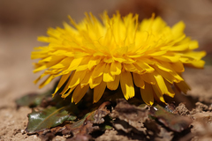 Asteraceae