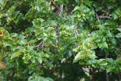 Citharexylum spinosum