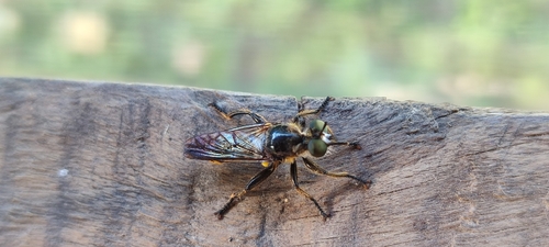 Choerades fimbriata