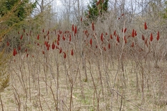 Rhus × borealis