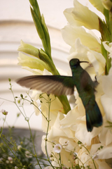 Colibri coruscans