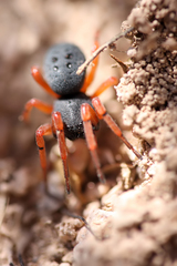 Trachelopachys