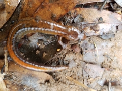 Plethodon websteri