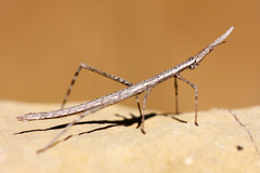 Proscopiidae