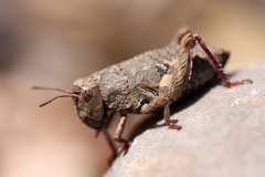 Acrididae