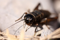 Gryllus