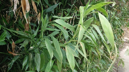 Dracaena sanderiana