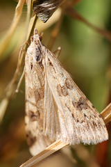 Lepidoptera