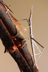 Proscopiidae