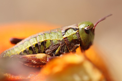 Acrididae