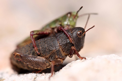 Acrididae