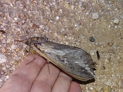 Abantiades argentata