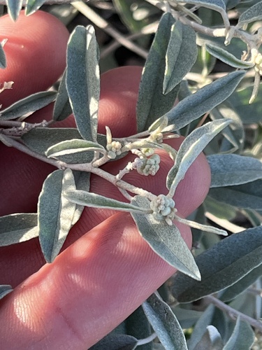 grassland croton