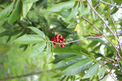 Hubera cerasoides observed 2026-07-02