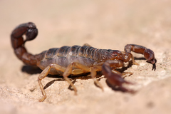 Scorpiones