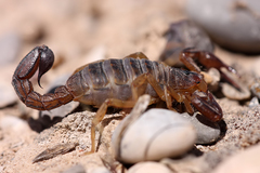 Scorpiones