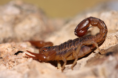 Scorpiones