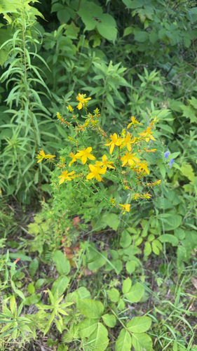 Common St. John's Wort
