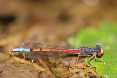 Protallagma titicacae