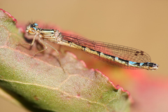 Protallagma titicacae