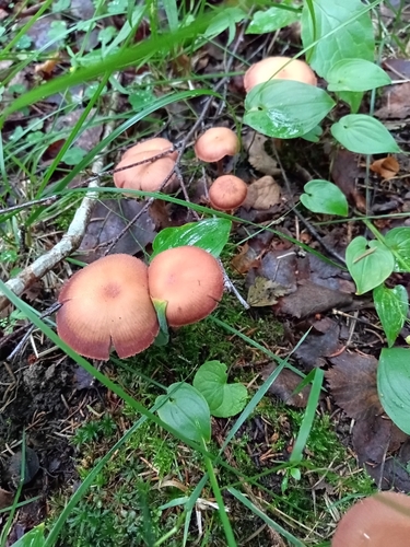 Sheathed Woodtuft