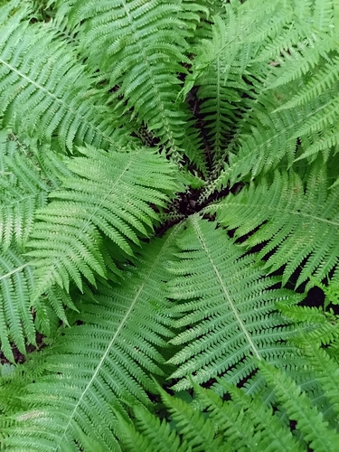 ostrich fern