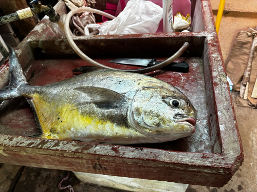 Blackblotch pompano (Trachinotus kennedyi) — Carangidae — 2