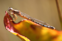 Protallagma titicacae