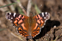Vanessa altissima