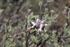 Ocimum burchellianum