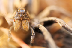Lycosidae