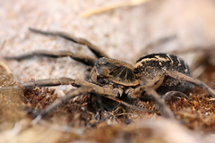 Lycosidae