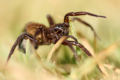 Lycosidae