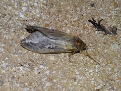 Abantiades argentata
