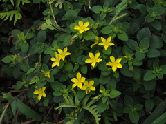 Lysimachia remota