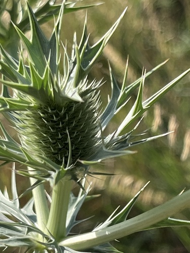 Leavenworth's eryngo