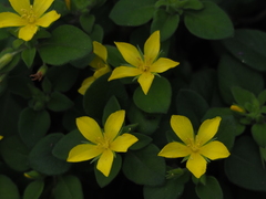 Lysimachia remota