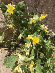 Eucnide bartonioides