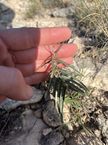 wavyleaf twinevine