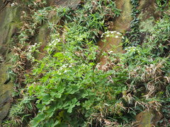 Peucedanum japonicum