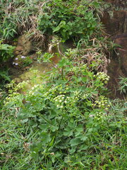 Peucedanum japonicum