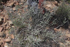 Ocimum burchellianum