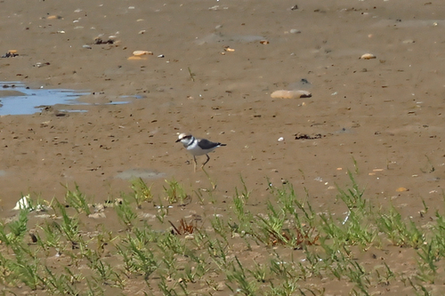 iNaturalist image