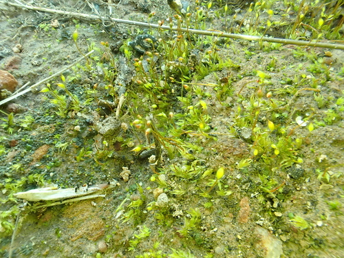 Fissidens taylorii observed 2026-06-27