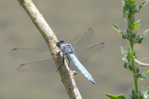 Southern Skimmer