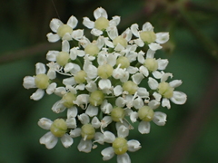 Peucedanum japonicum