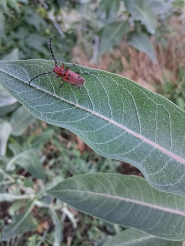 Red-femured Milkweed Borer