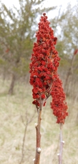 Rhus × borealis