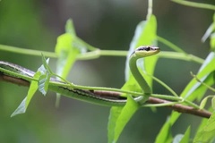 Dendrelaphis marenae