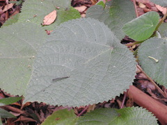 Dendrocnide moroides